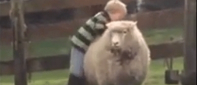 Sheep Riding Kid&#039;s Video Goes Viral