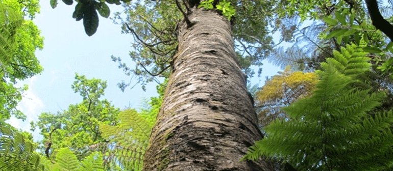 Kauri Tree Hugging in Auckland Suburbs