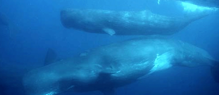 The Kiwi Sperm Whale Problem